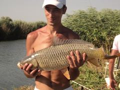 fish